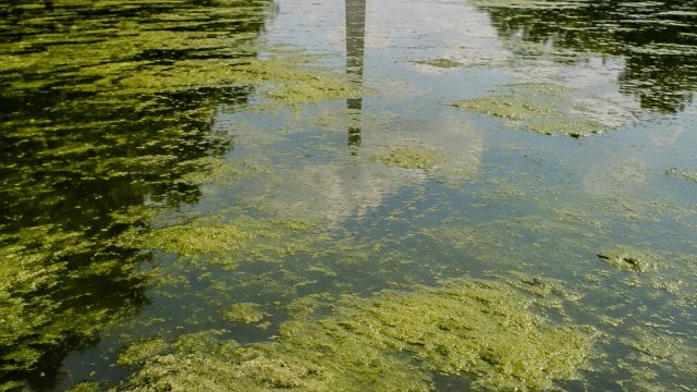 The Ongoing Algae Crisis: Environmental Implications Beyond the Reflecting Pool
